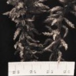 Sphagnum papillosum of wrattig veenmos, waarschijnlijk uit de omgeving van Dwingeloo